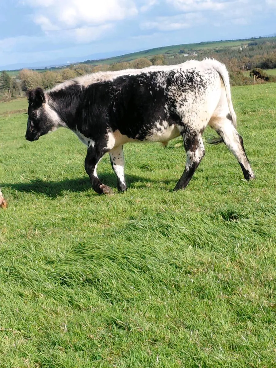 Bullocks - Image 1