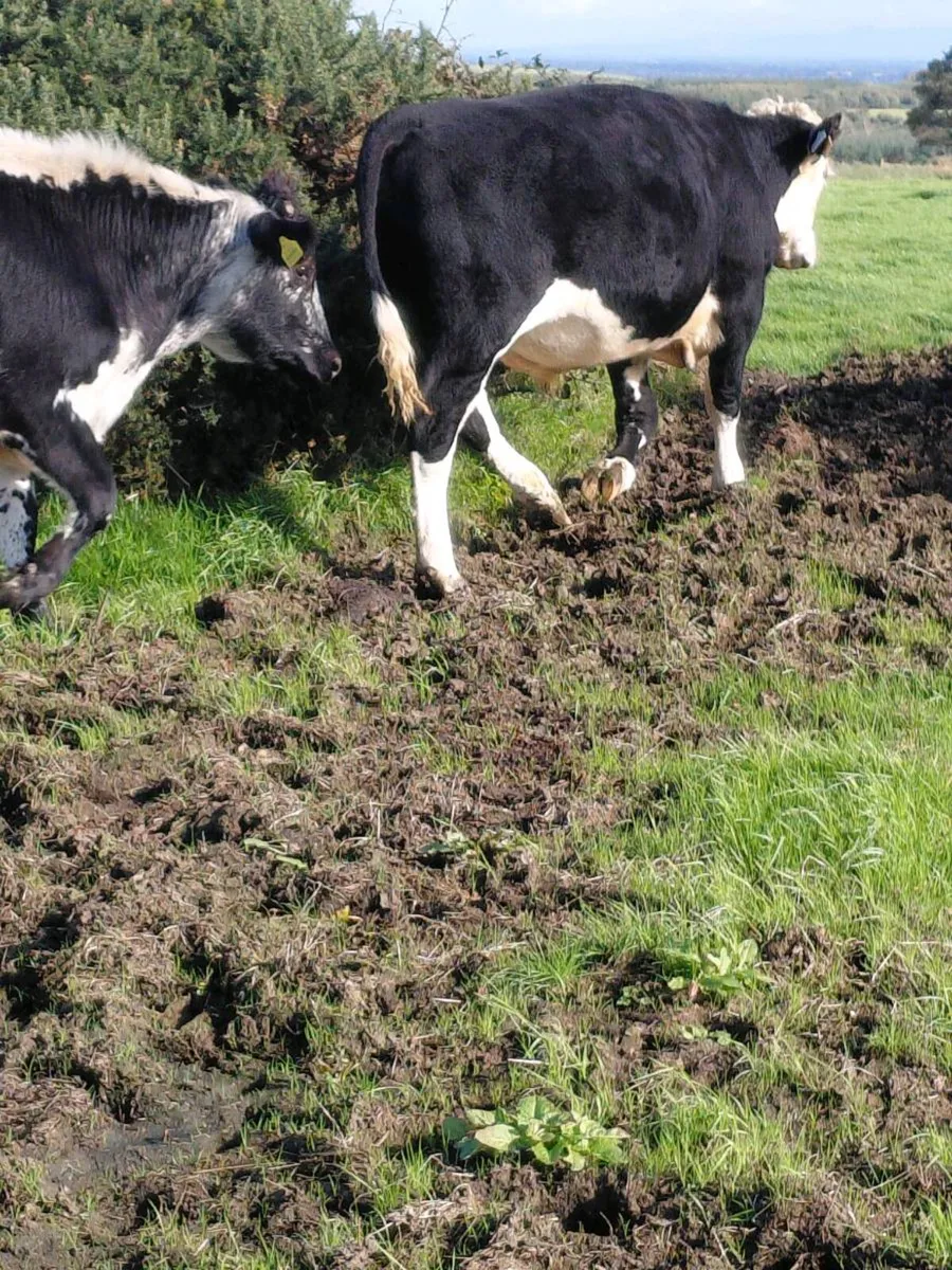 Bullocks - Image 4