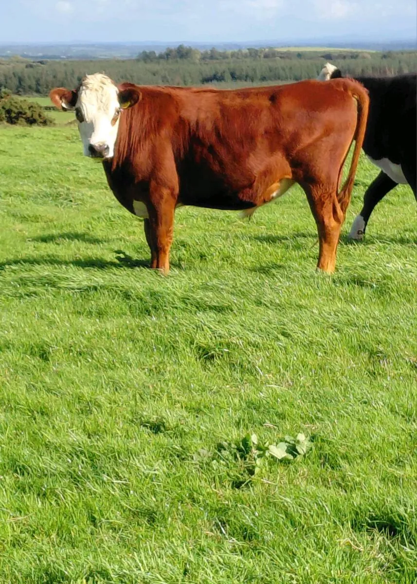 Bullocks - Image 2