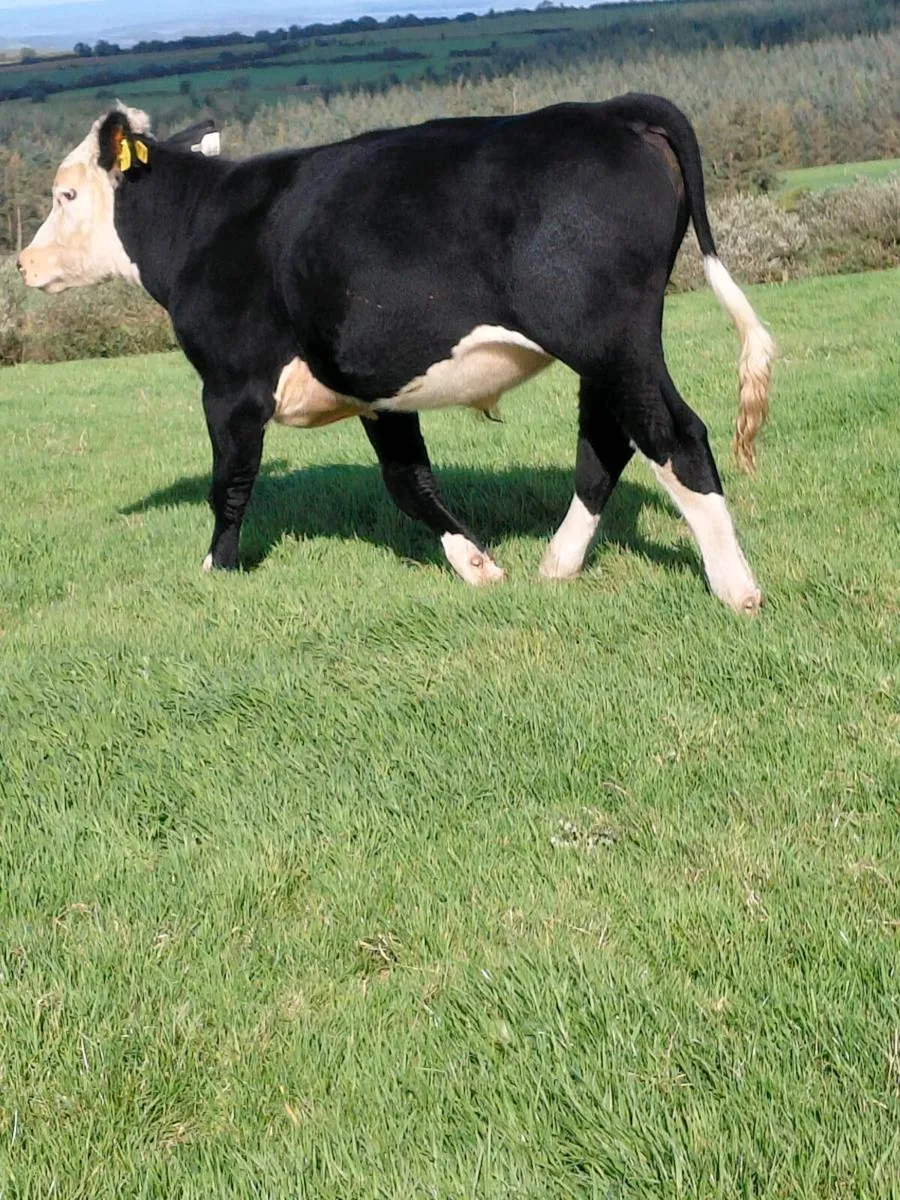 Bullocks - Image 3