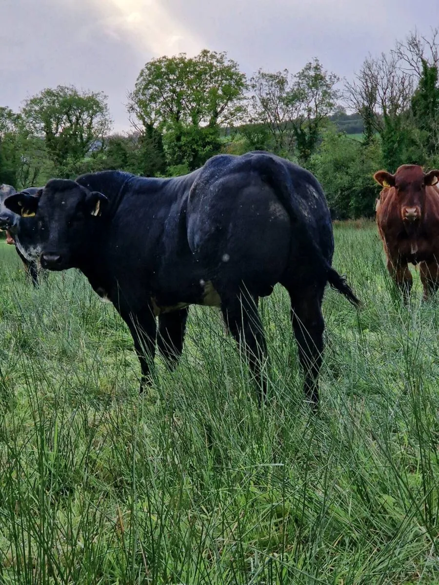 E&U weanling bulls Abbeyfeale Mart - Image 2