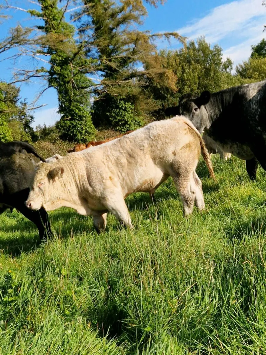 E&U weanling bulls Abbeyfeale Mart - Image 3