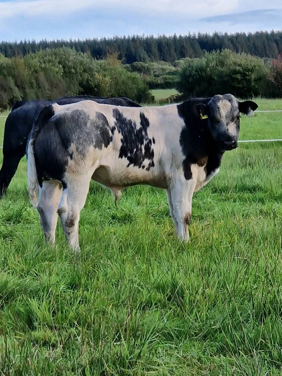 E&U weanling bulls Abbeyfeale Mart - Image 4