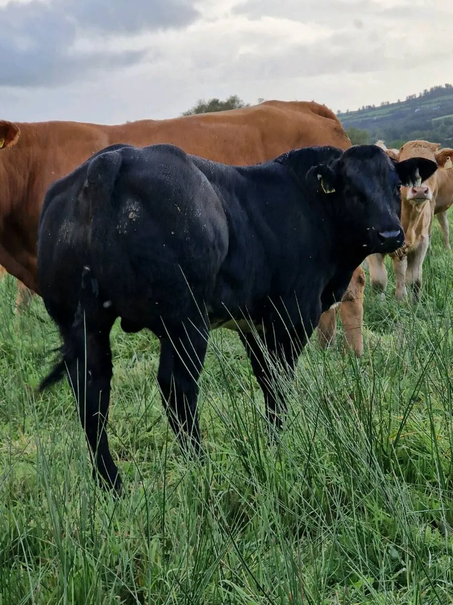 E&U weanling bulls Abbeyfeale Mart - Image 1