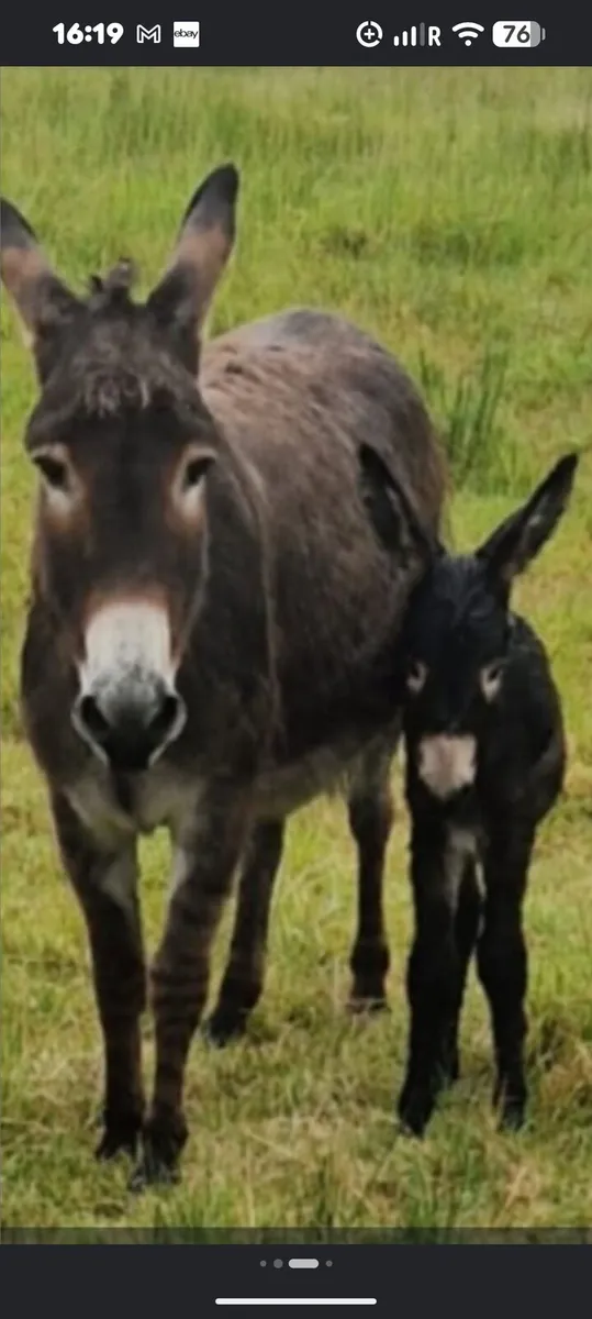 Mare donkey+Filly foal W.a.n.t.e.d