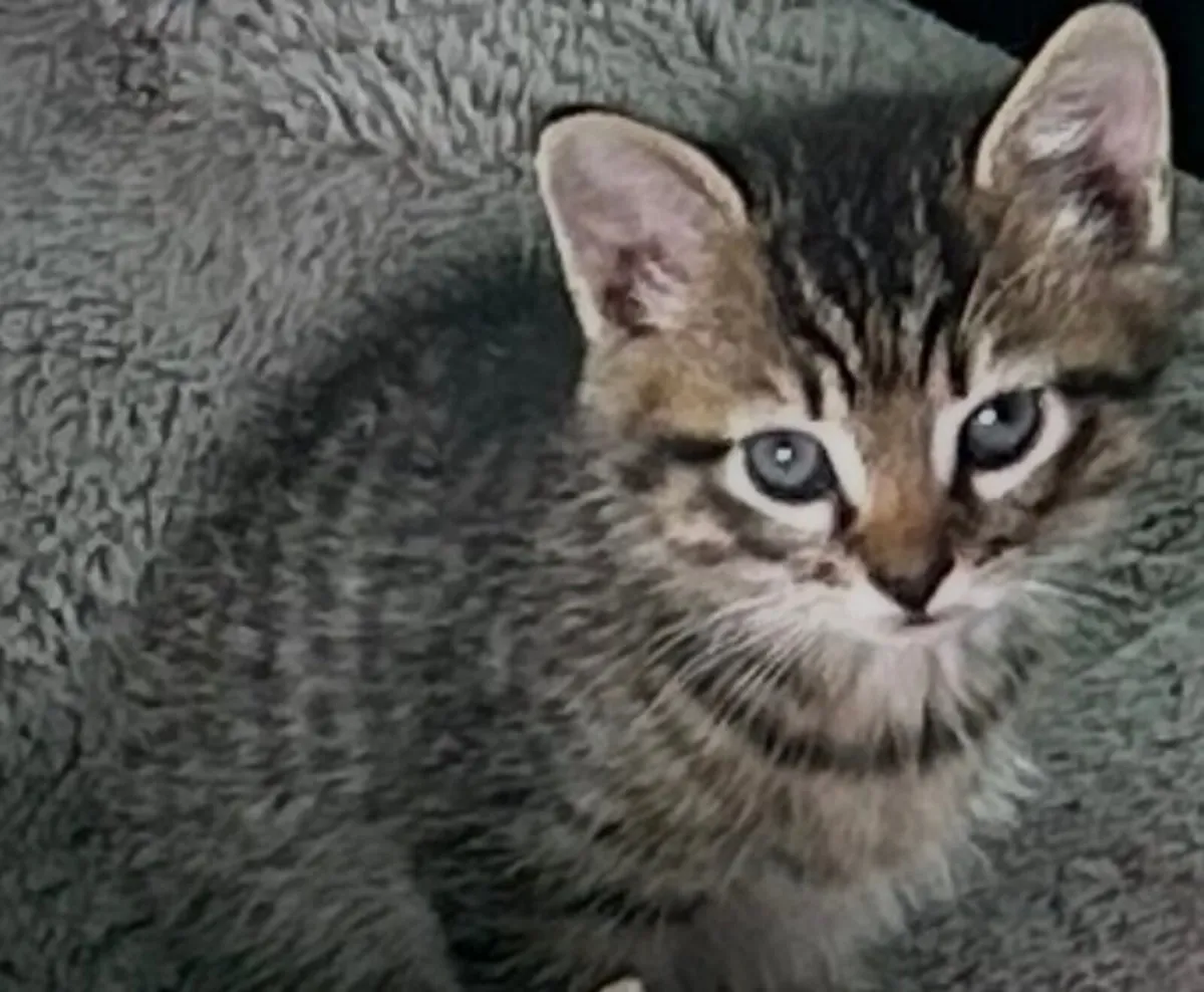 Kittens - Image 3