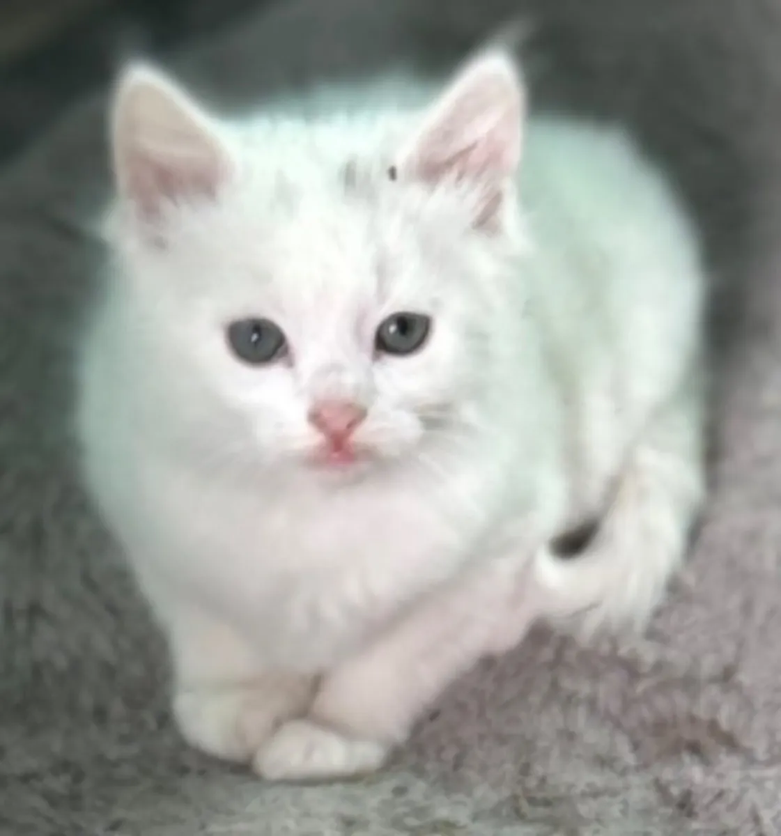 Kittens - Image 1