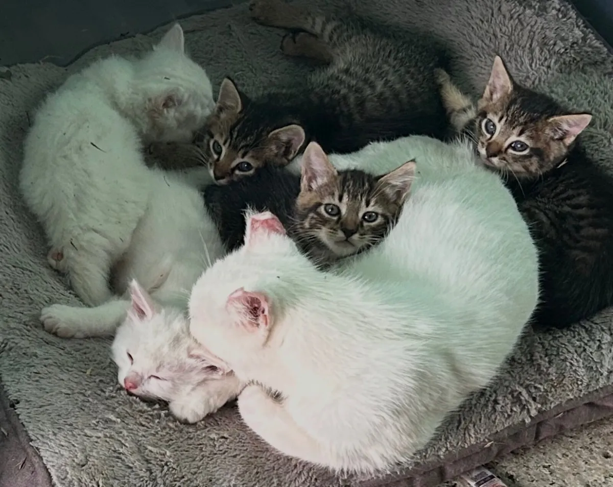 Kittens - Image 2
