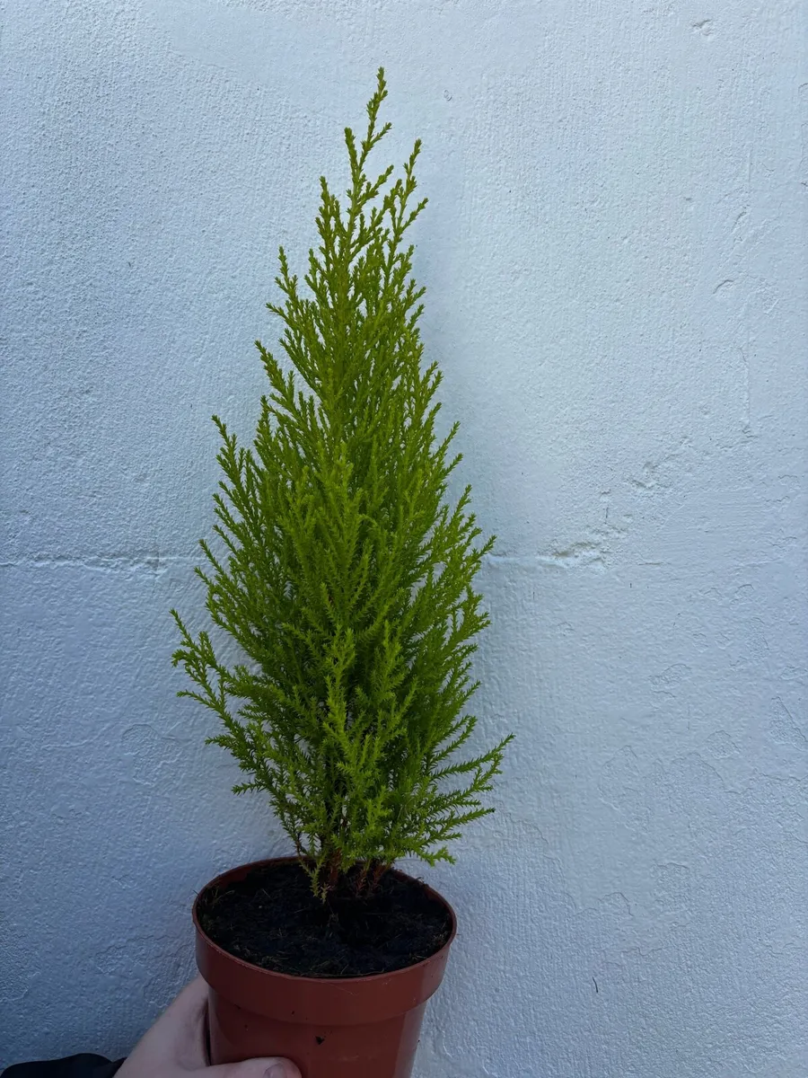Small Trees - Image 1