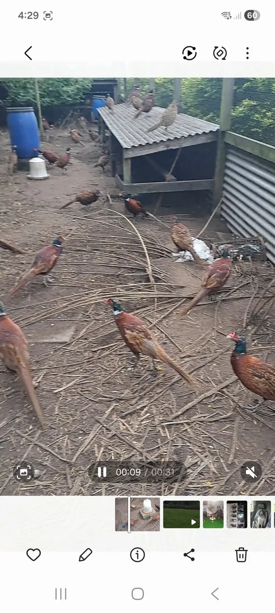 Cock Pheasants - Image 1