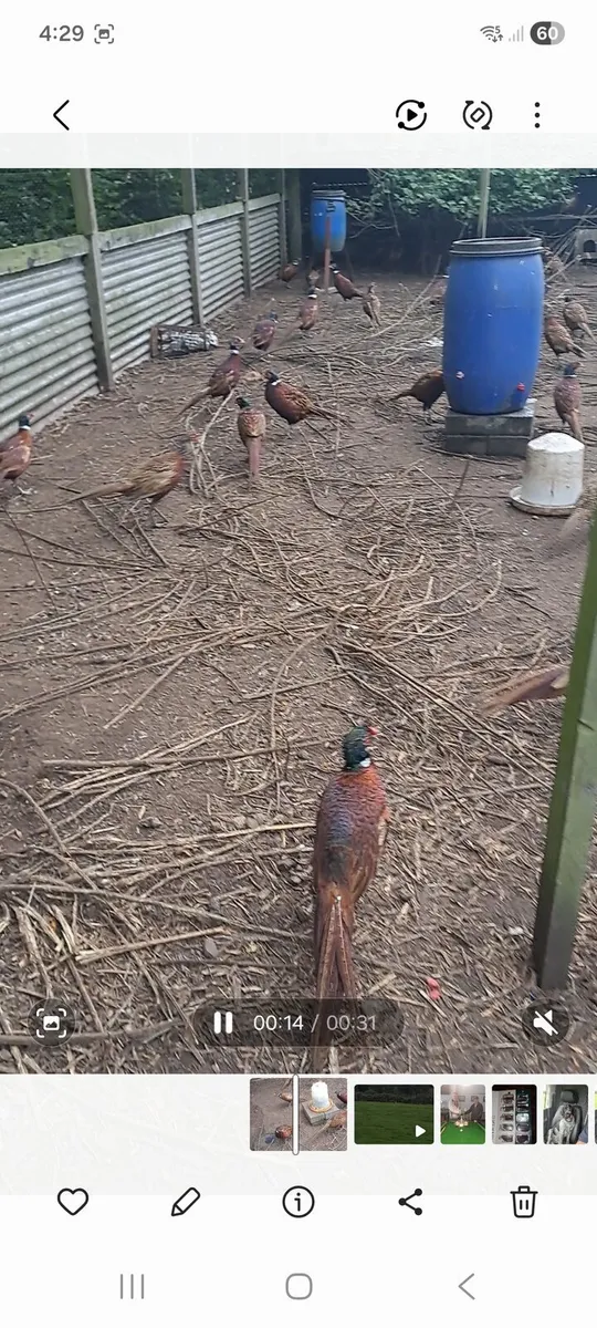 Cock Pheasants - Image 2