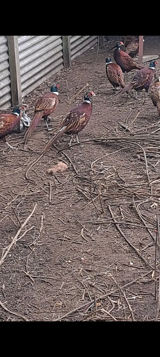 Cock Pheasants - Image 3