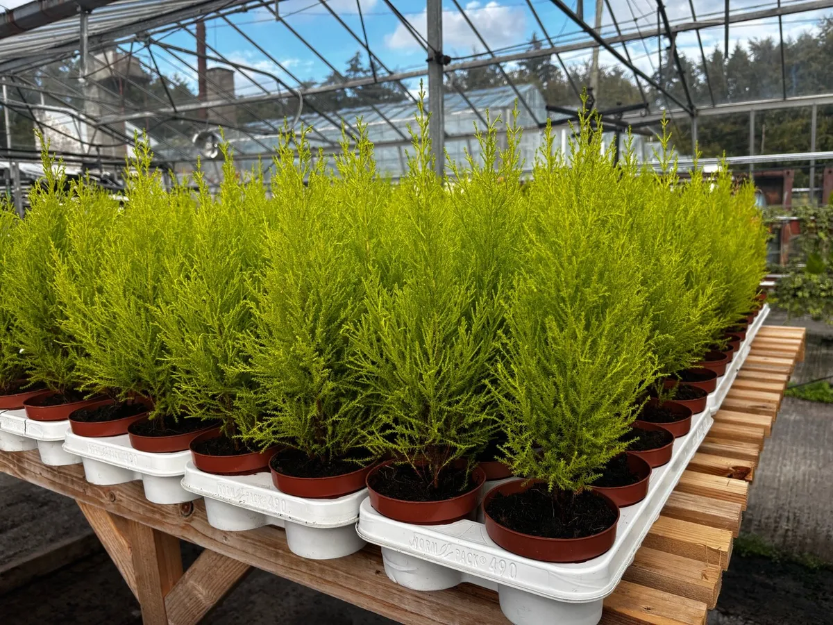 Small Trees - Image 2