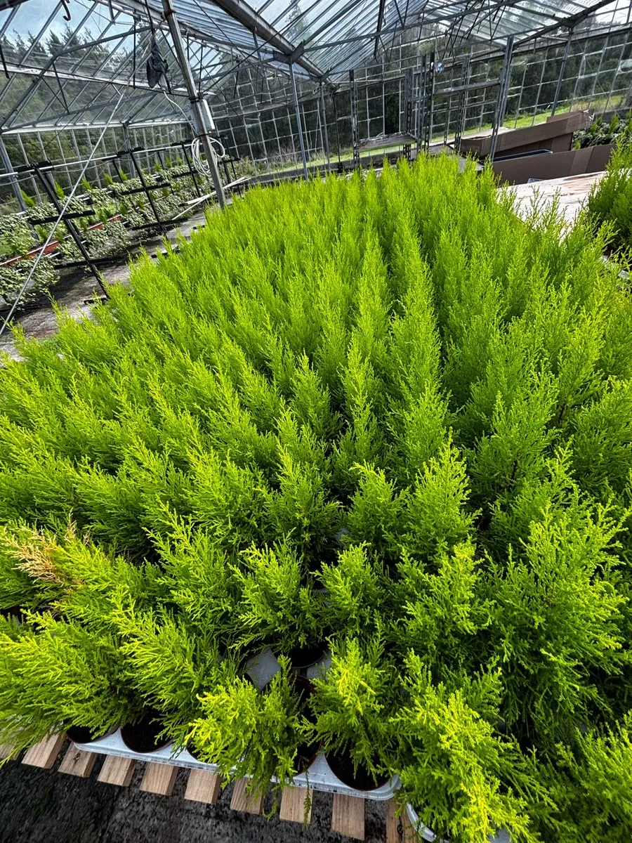 Small Trees - Image 3
