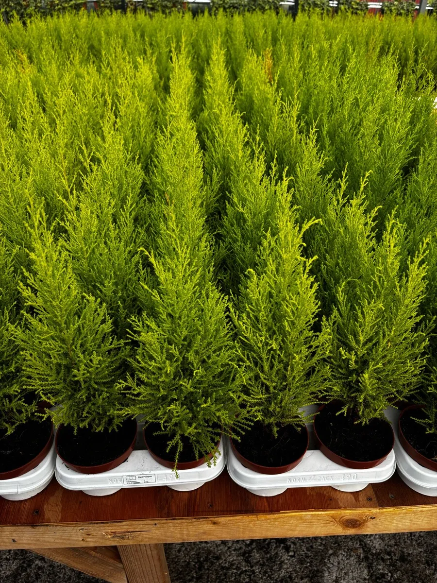 Small Trees - Image 4