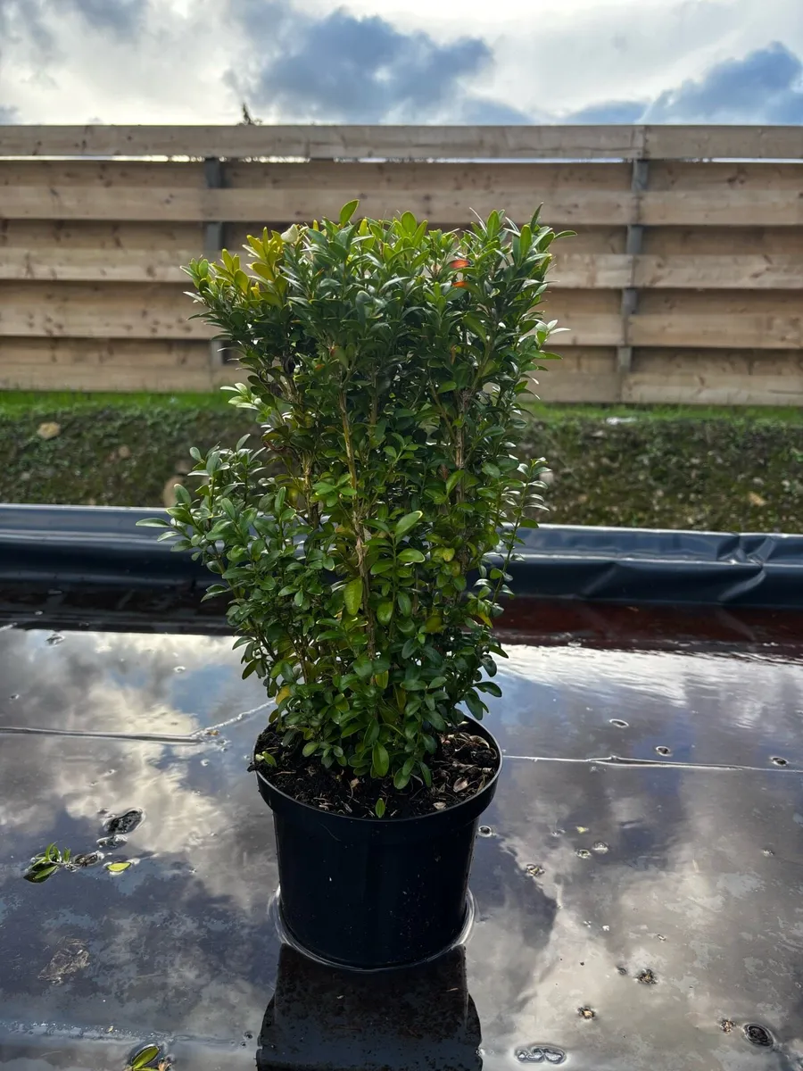 Box Hedging - Image 1