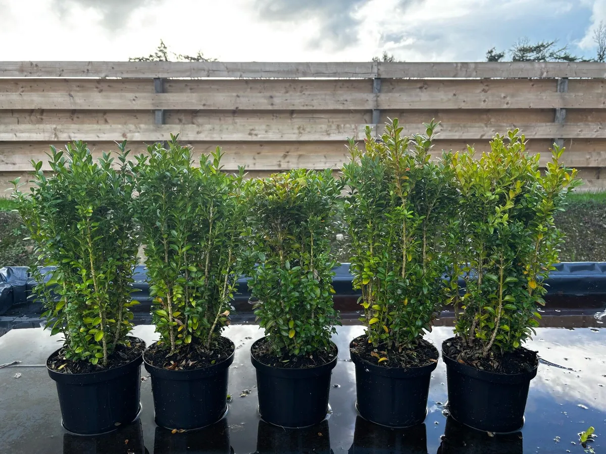 Box Hedging - Image 2
