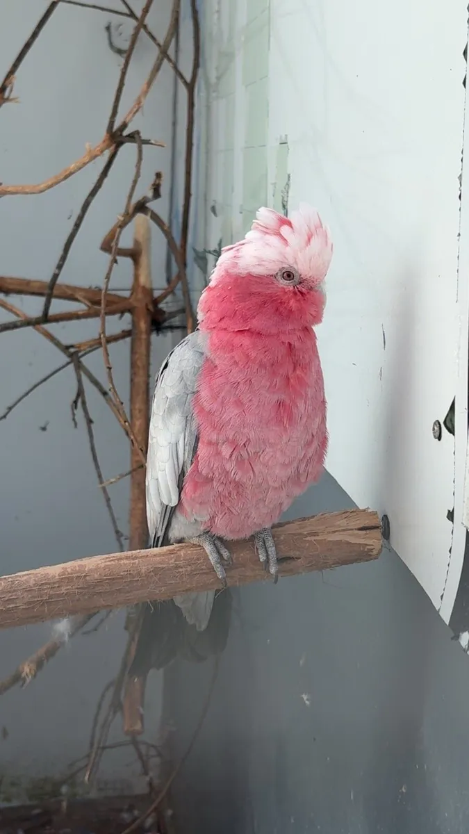 Super tame galah - Image 2