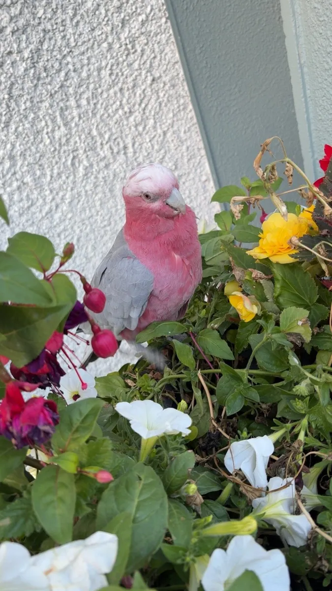 Super tame galah - Image 3