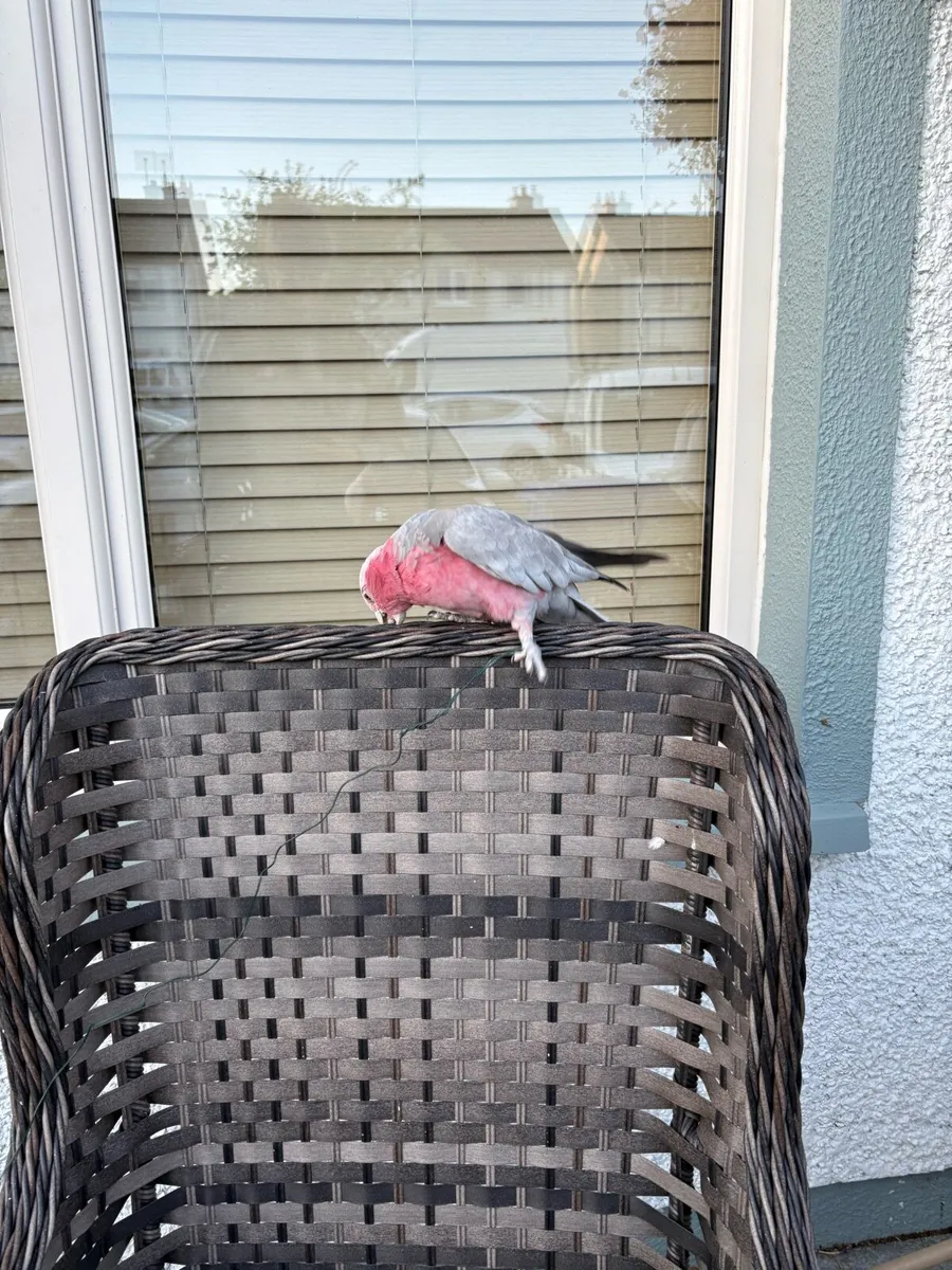 Super tame galah - Image 4