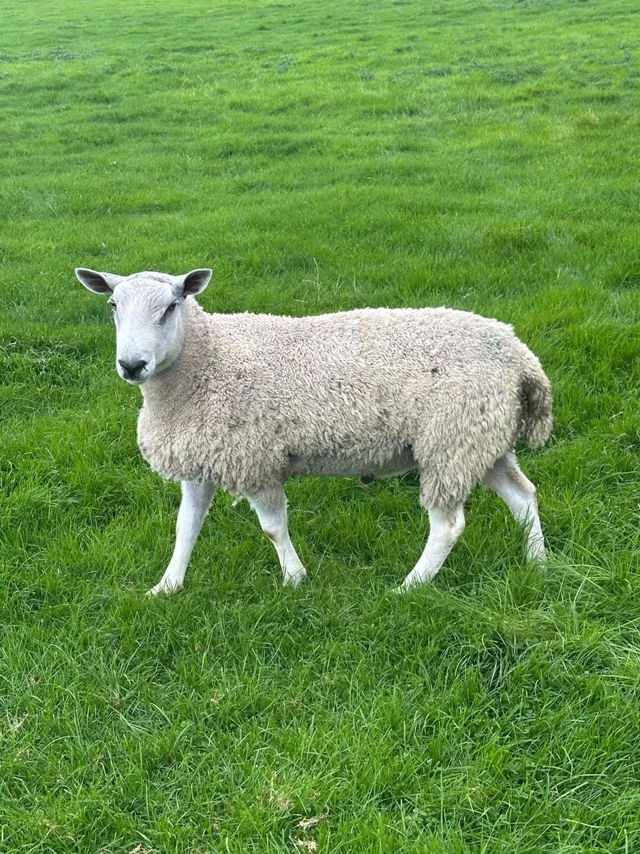 Blue Faced Leicester PBNR Hogget Ram - Image 1
