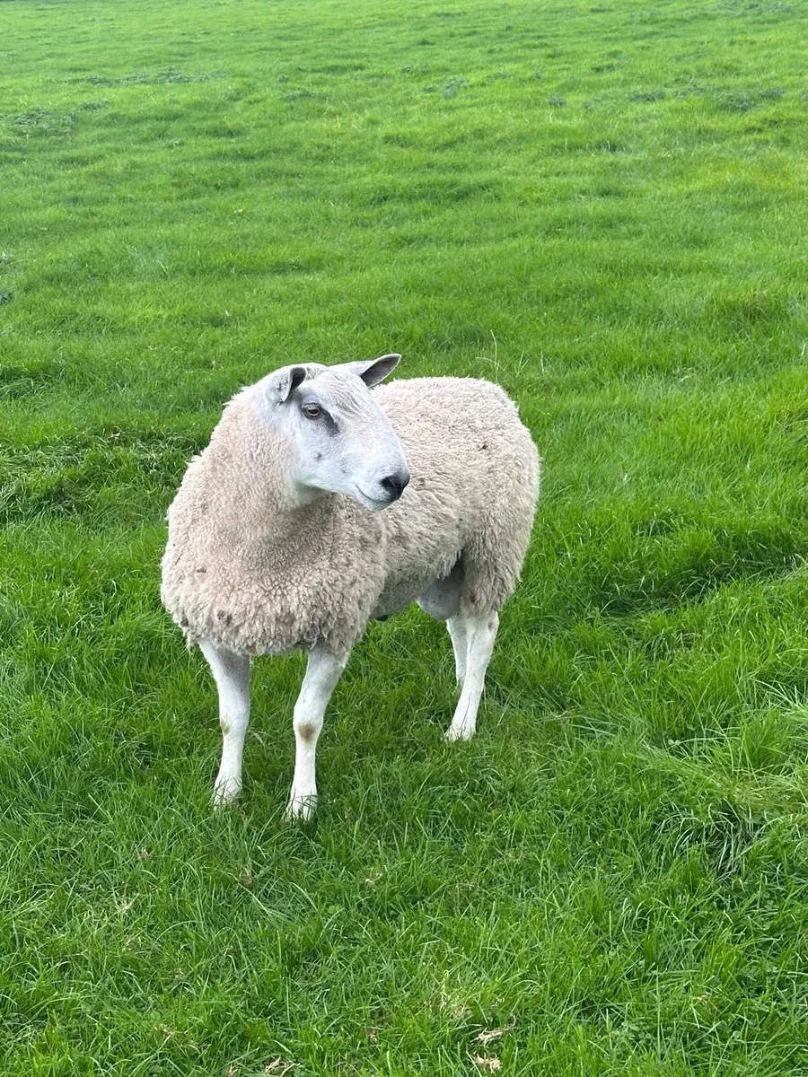 Blue Faced Leicester PBNR Hogget Ram - Image 2