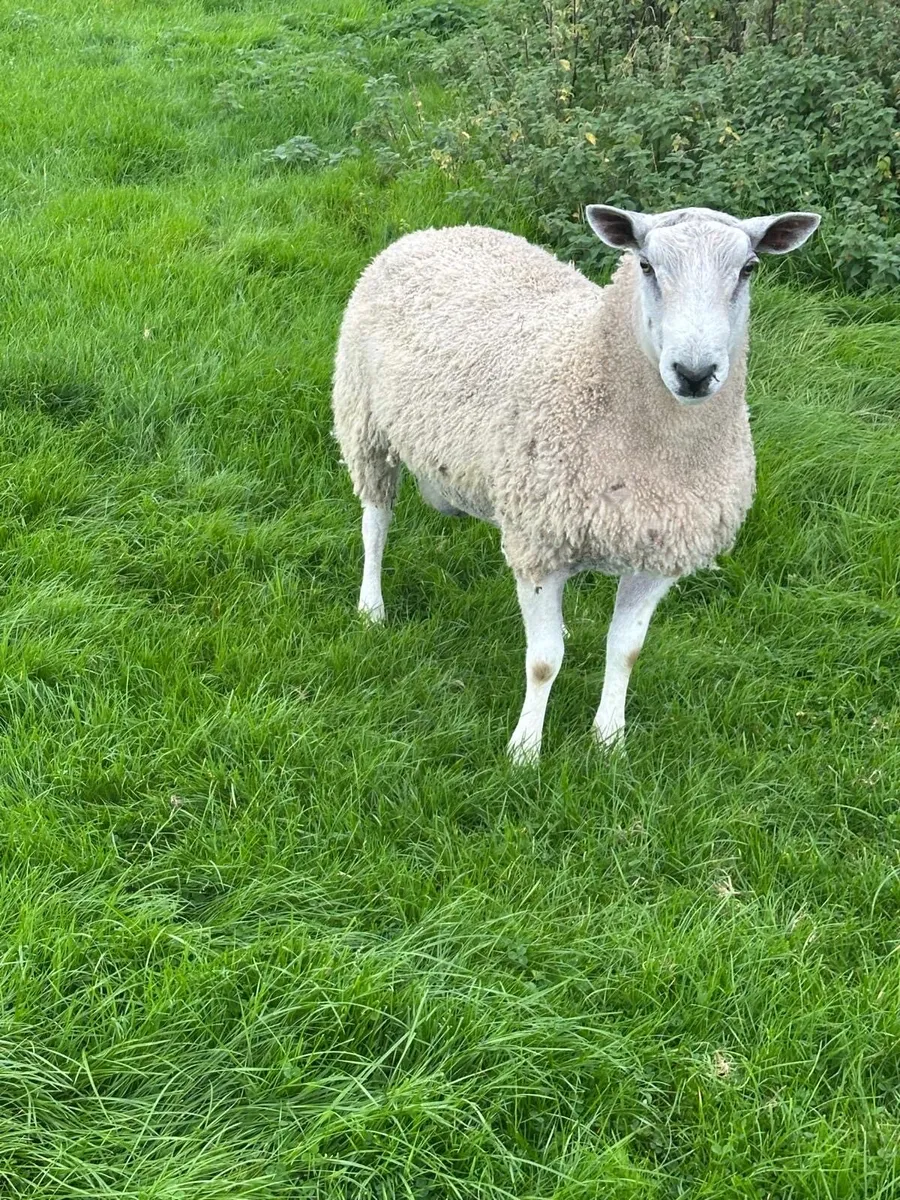 Blue Faced Leicester PBNR Hogget Ram - Image 3