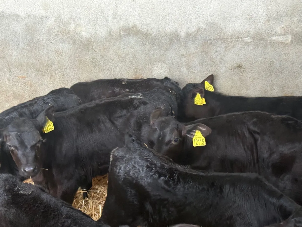 7 STRONG ABERDEEN ANGUS CALVES - Image 2