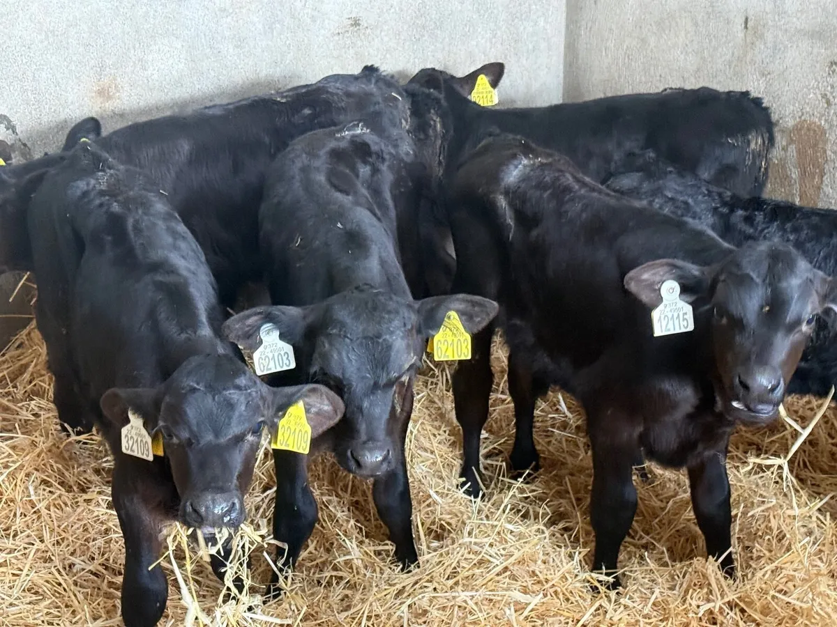 7 STRONG ABERDEEN ANGUS CALVES - Image 1