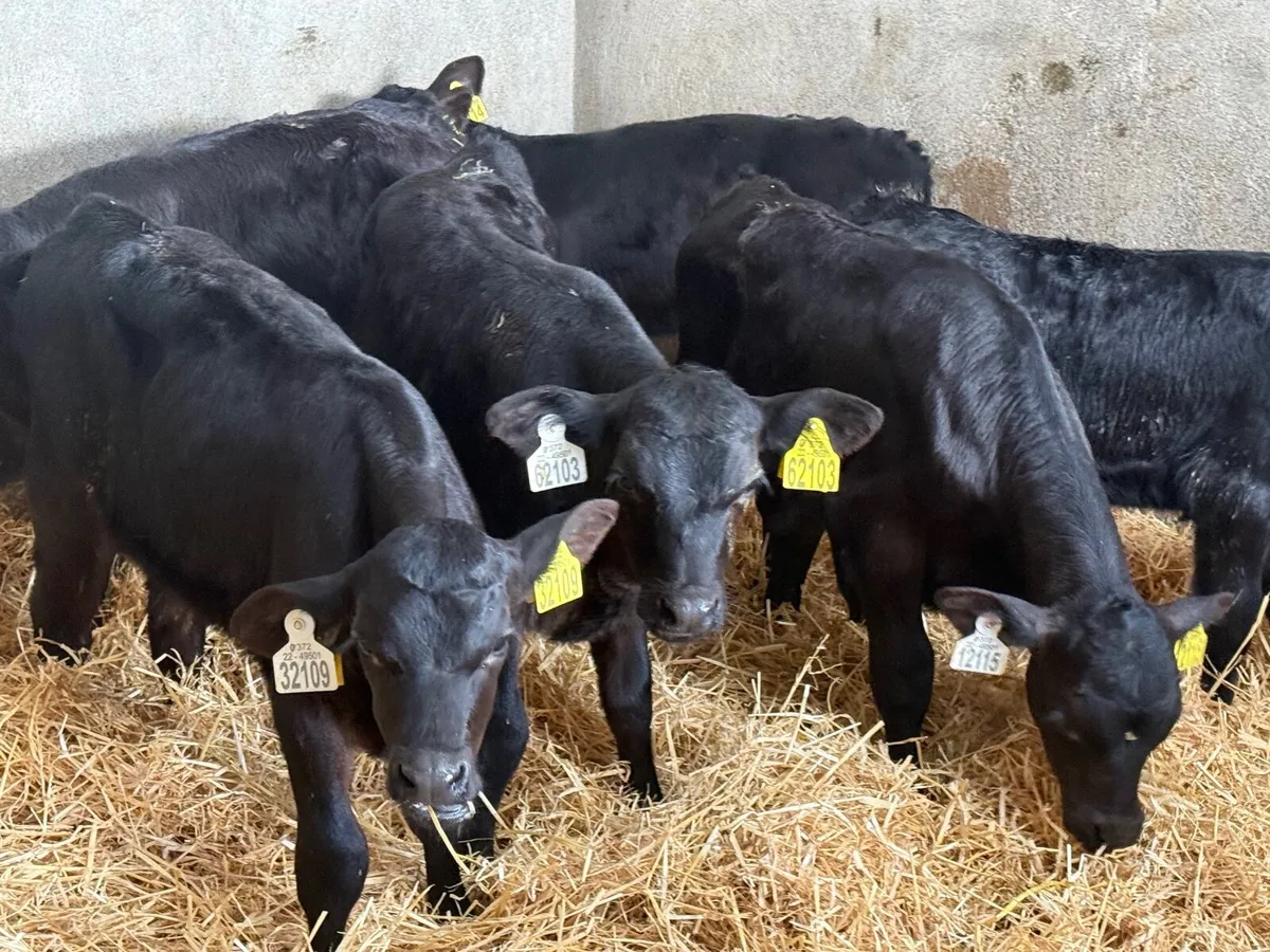 7 STRONG ABERDEEN ANGUS CALVES - Image 4
