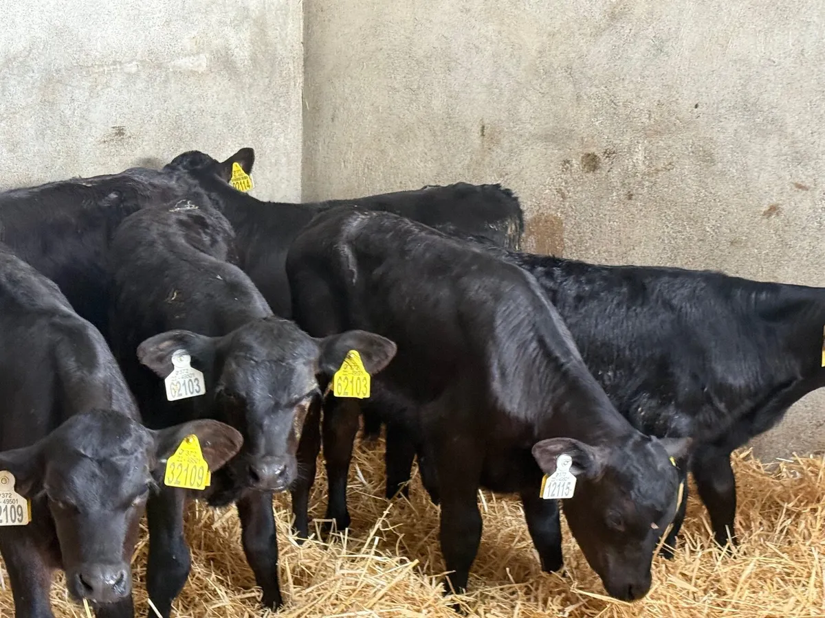 7 STRONG ABERDEEN ANGUS CALVES - Image 3