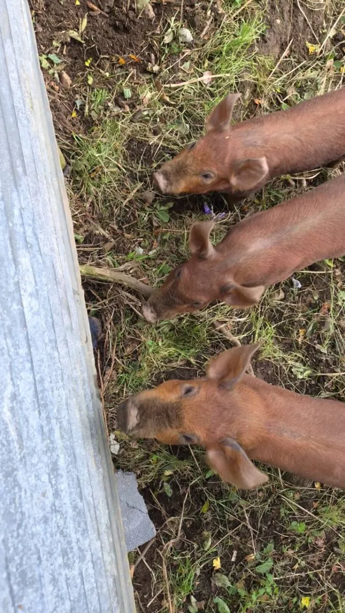 1 male duroc weanling - Image 3