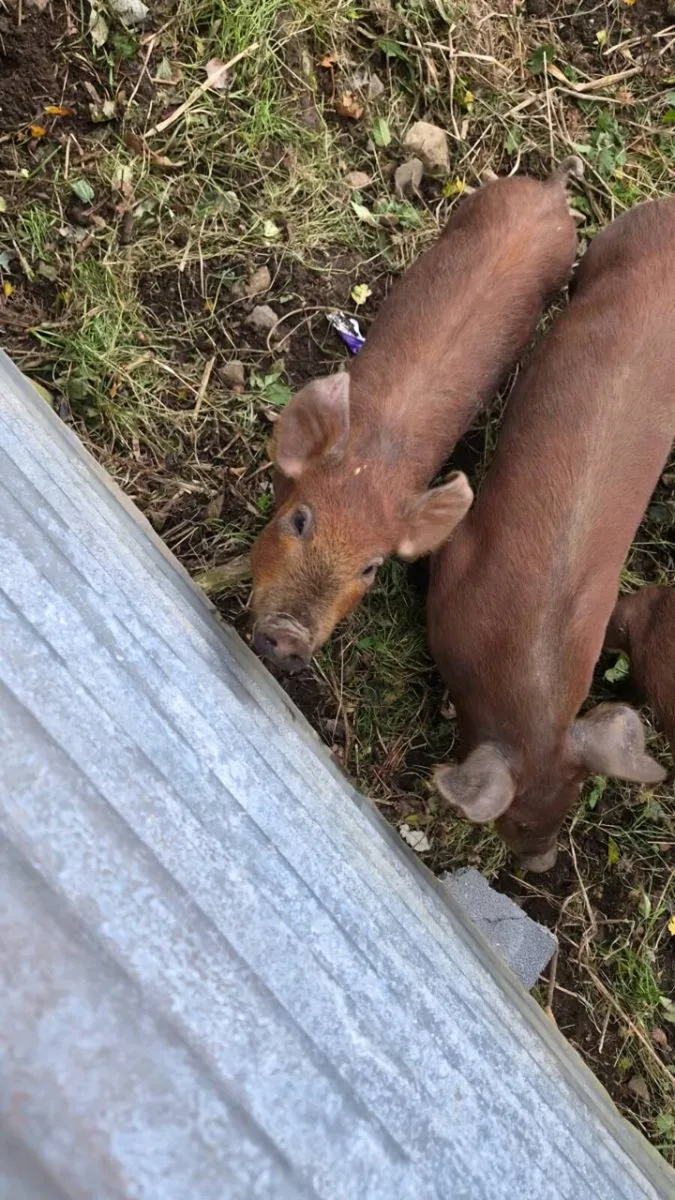 1 male duroc weanling - Image 1