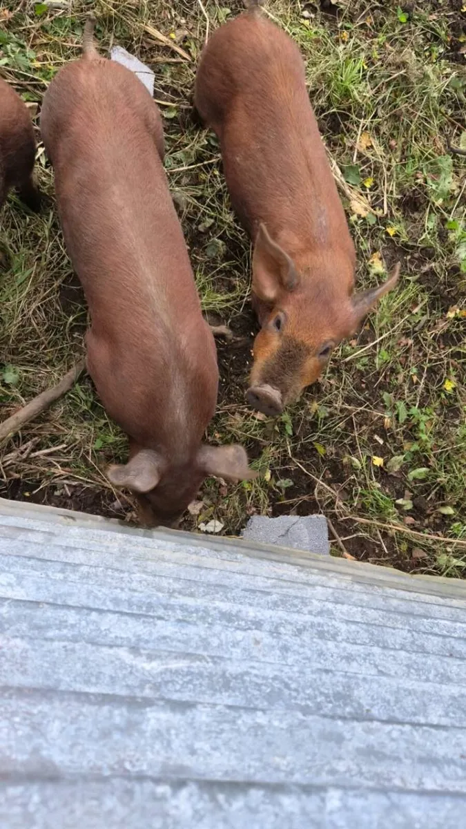 1 male duroc weanling - Image 2