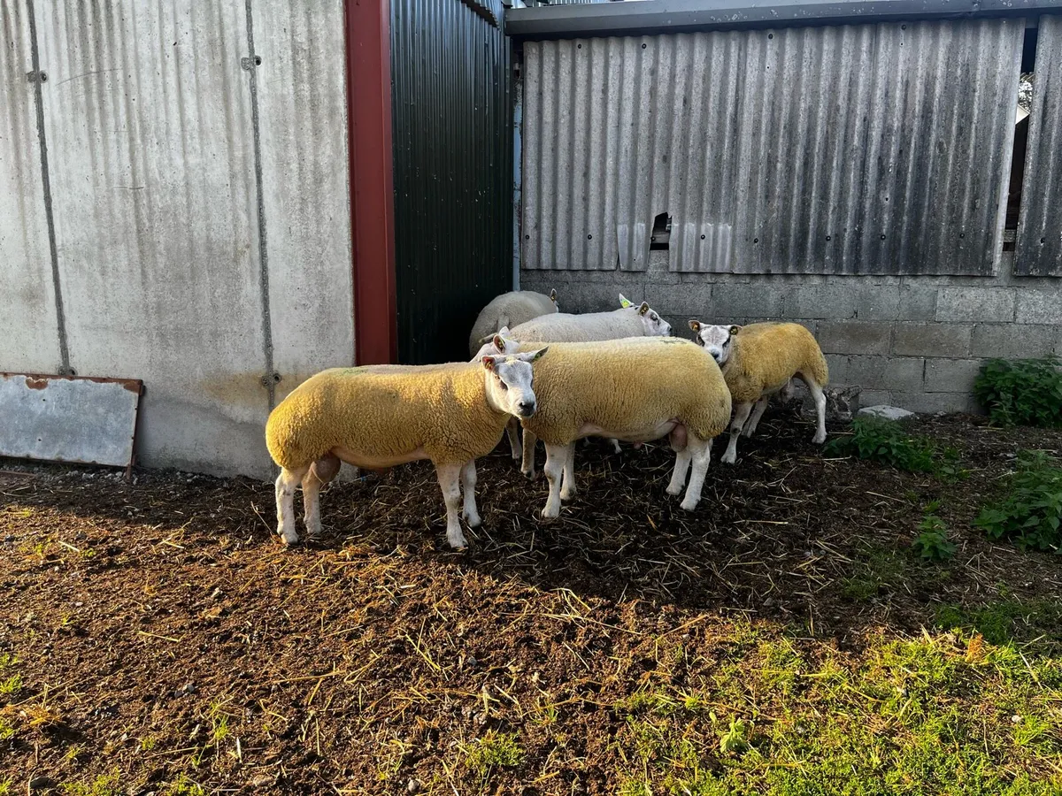 Beltex hogget rams - Image 3