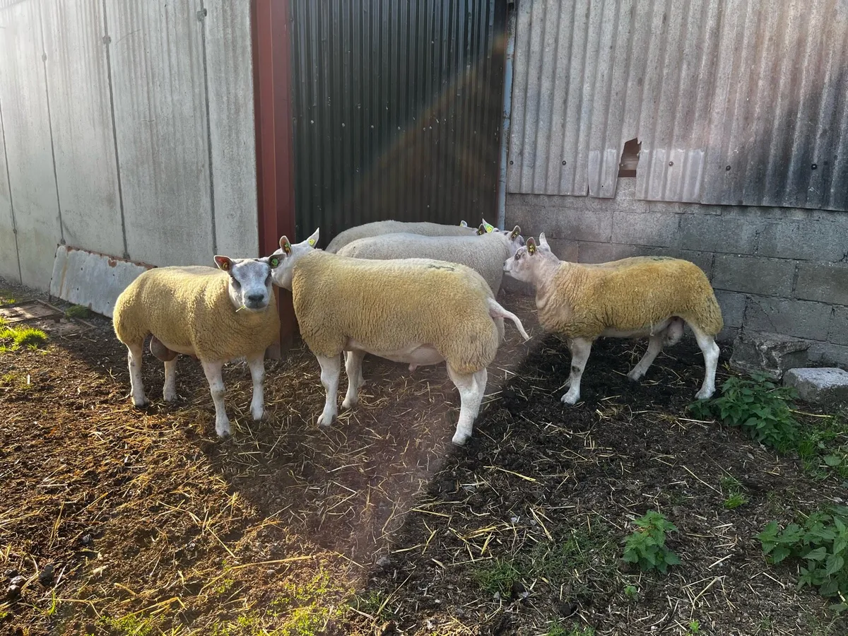 Beltex hogget rams - Image 4