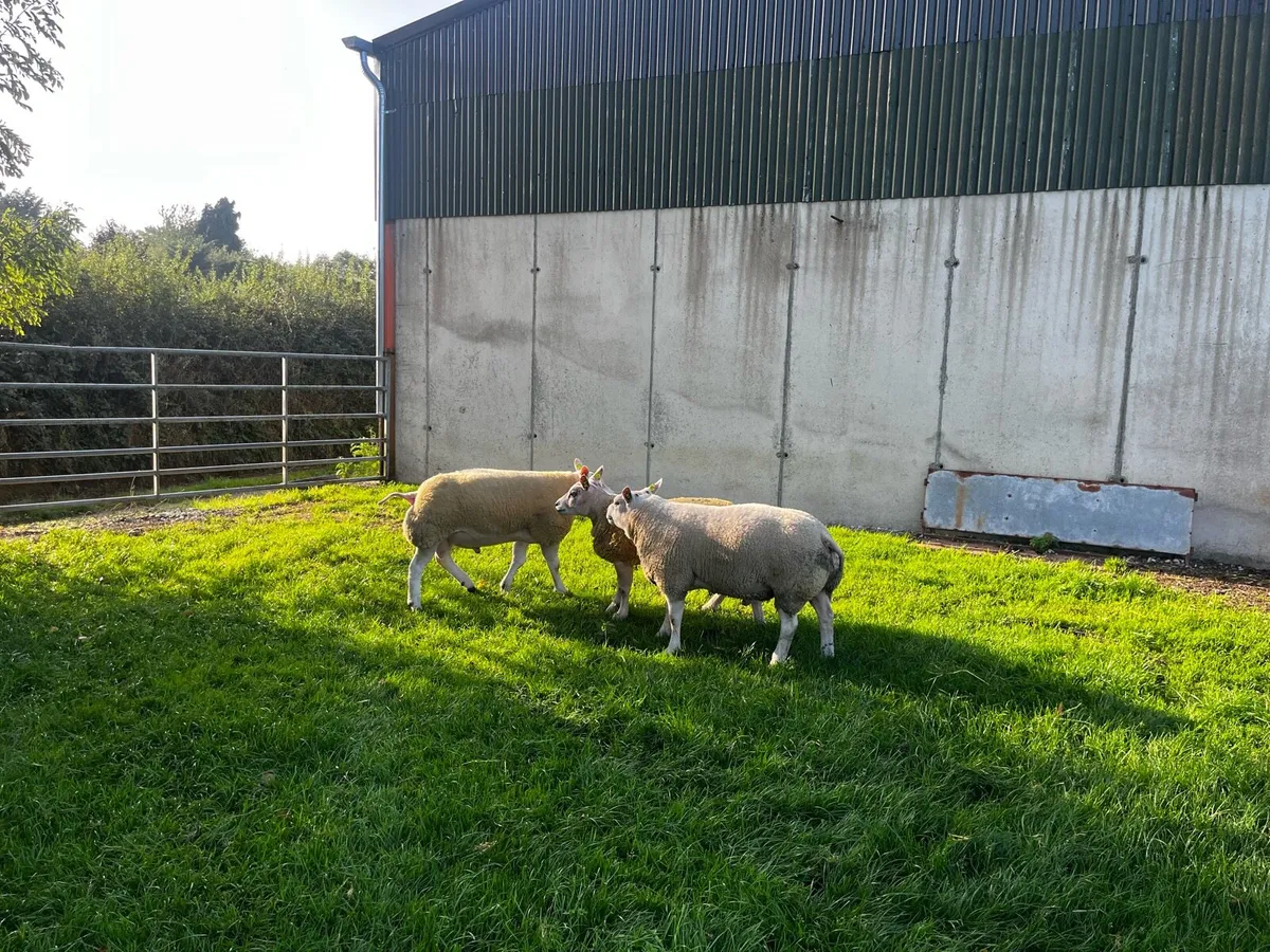 Beltex hogget rams - Image 2