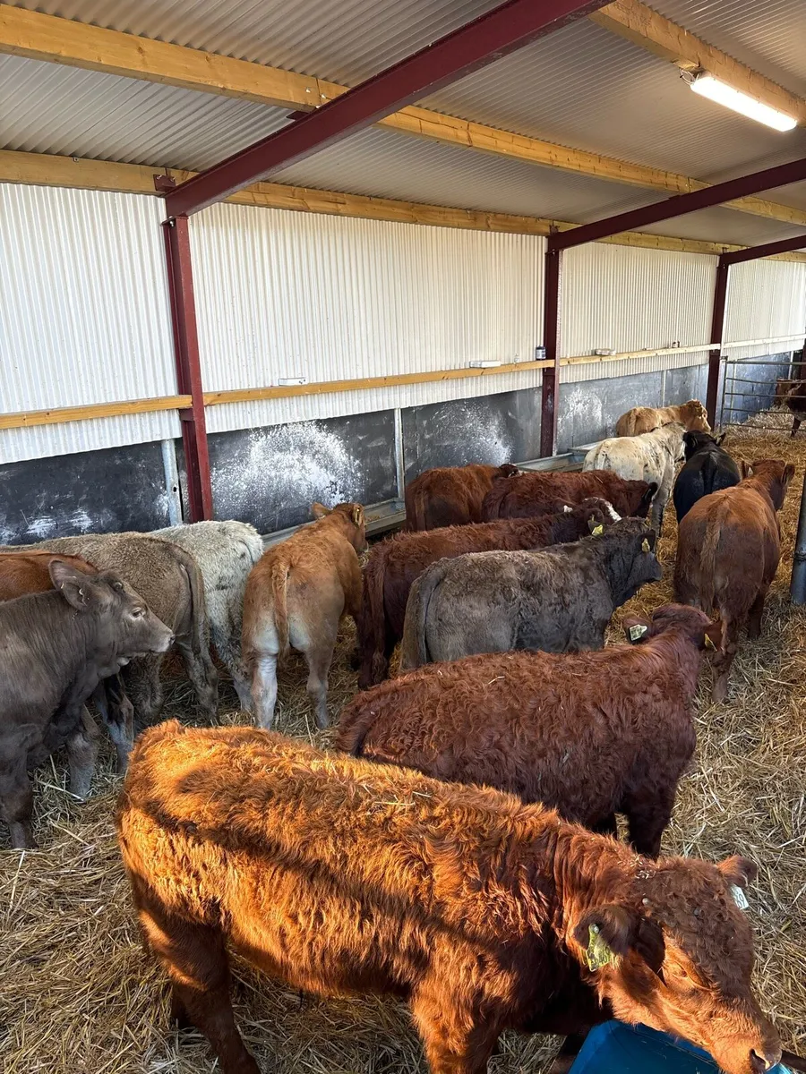 20 top quality 280kg suckler bred bull Weanlings🔥 - Image 1