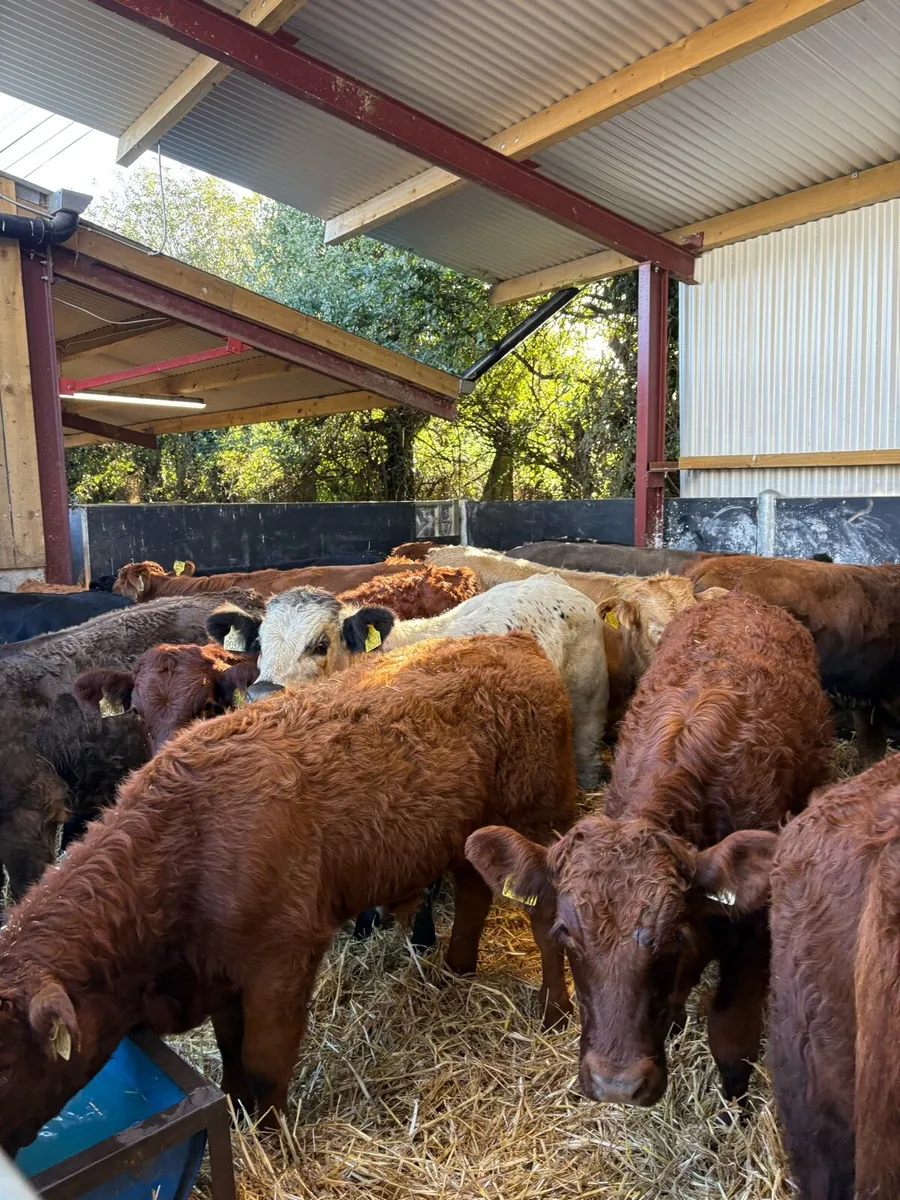 20 top quality 280kg suckler bred bull Weanlings🔥 - Image 2