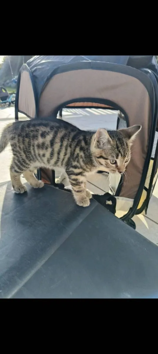 Beautifully marked kittens - Image 2