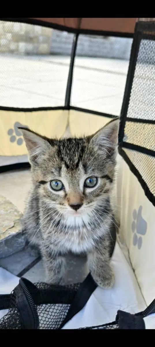 Beautifully marked kittens - Image 3