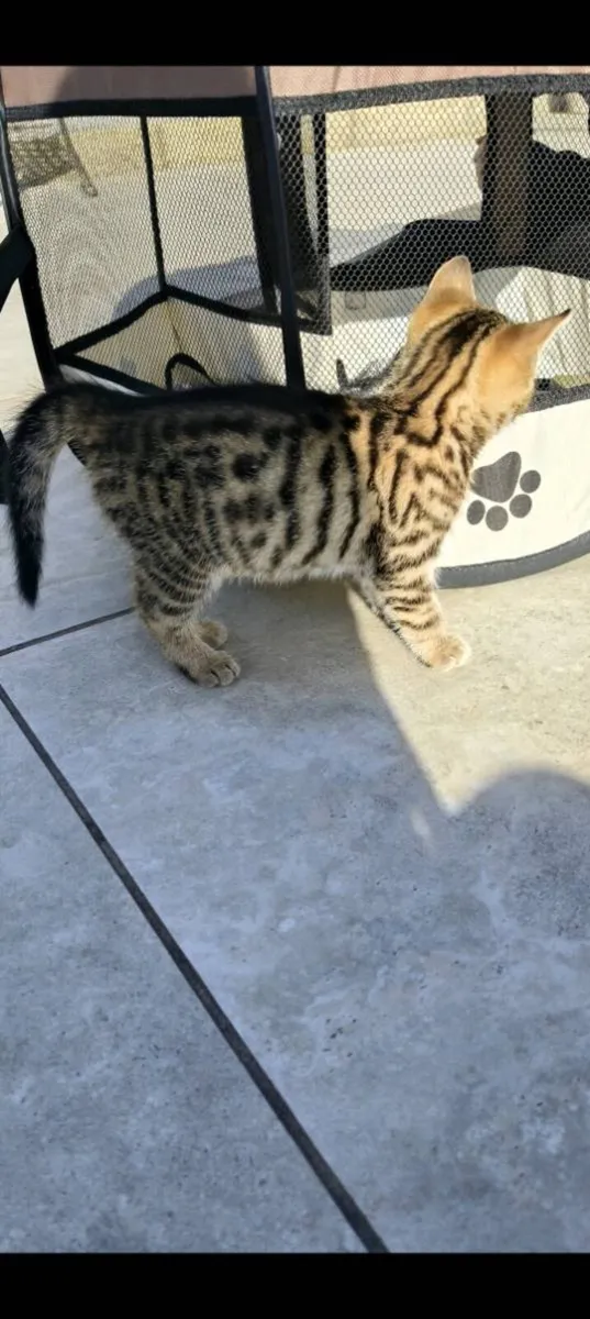 Beautifully marked kittens - Image 4