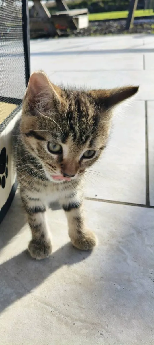 Beautifully marked kittens - Image 1
