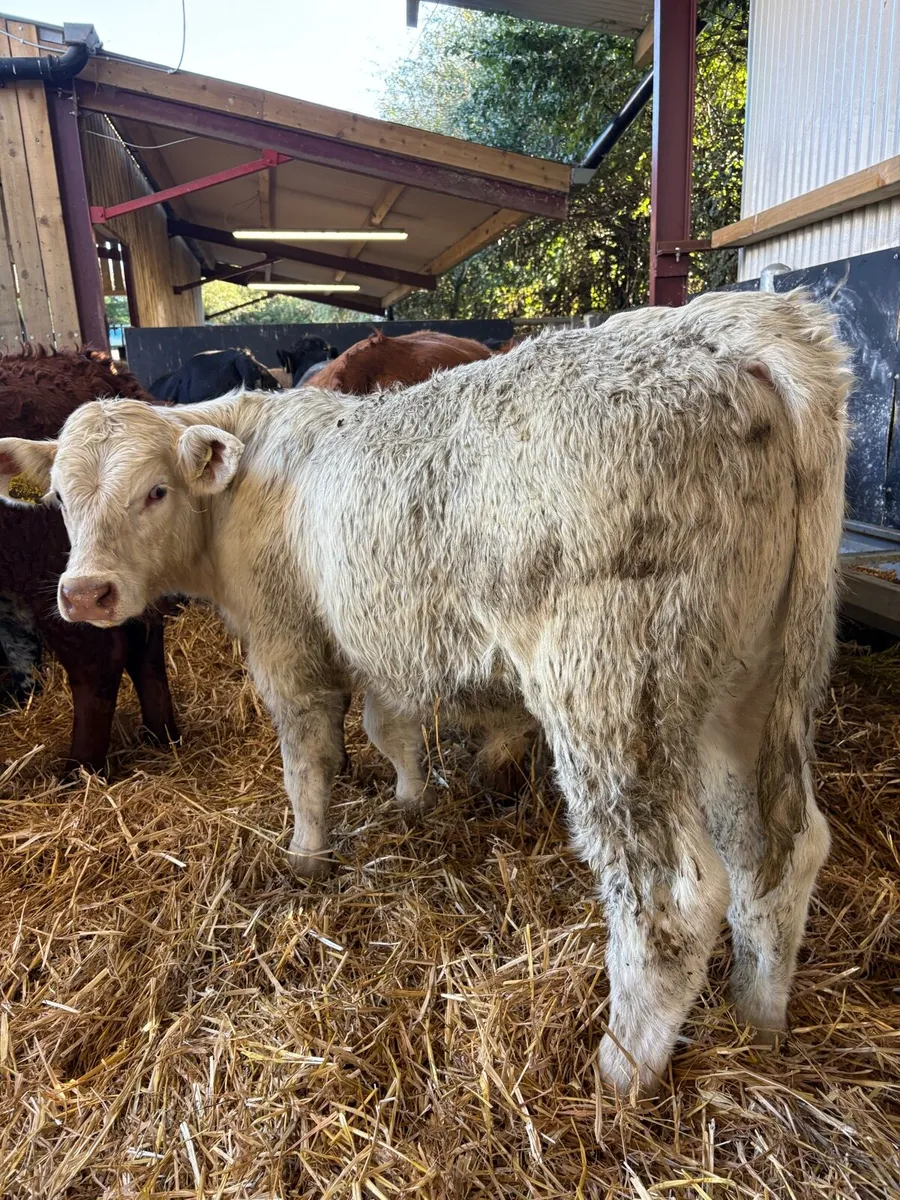 20 top quality 280kg suckler bred bull Weanlings🔥 - Image 3