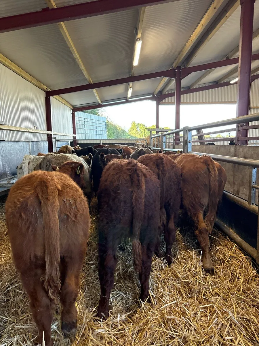 20 top quality 280kg suckler bred bull Weanlings🔥 - Image 4