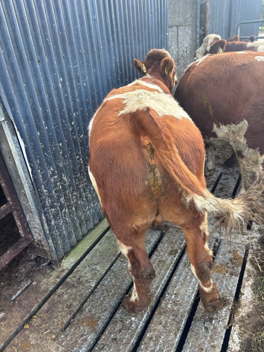 Quality store bullocks for sale - Image 1