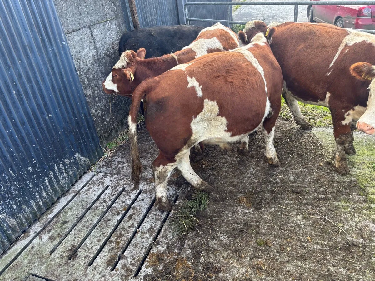 Quality store bullocks for sale - Image 2
