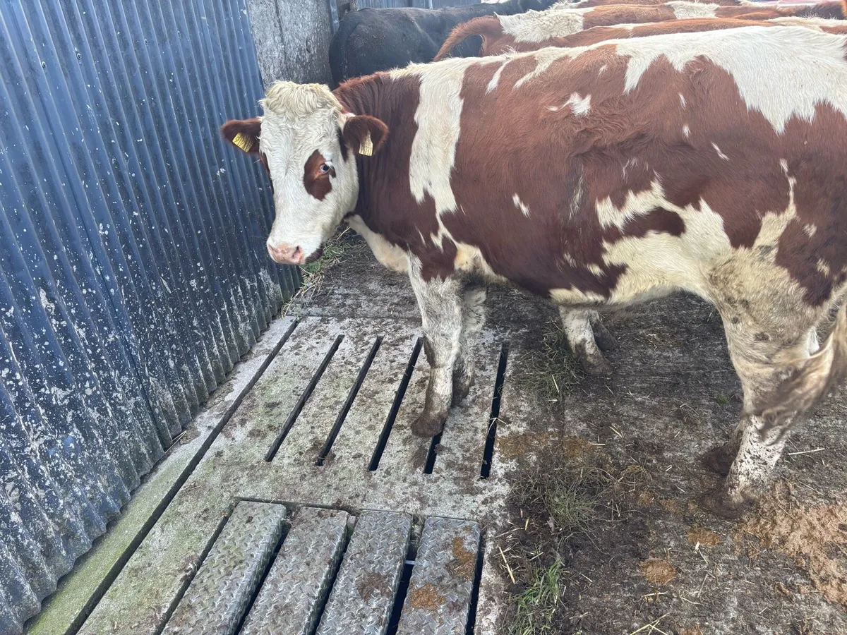 Quality store bullocks for sale - Image 3