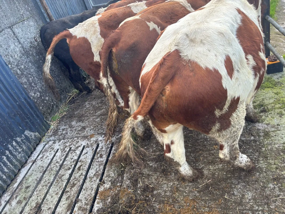 Quality store bullocks for sale - Image 4