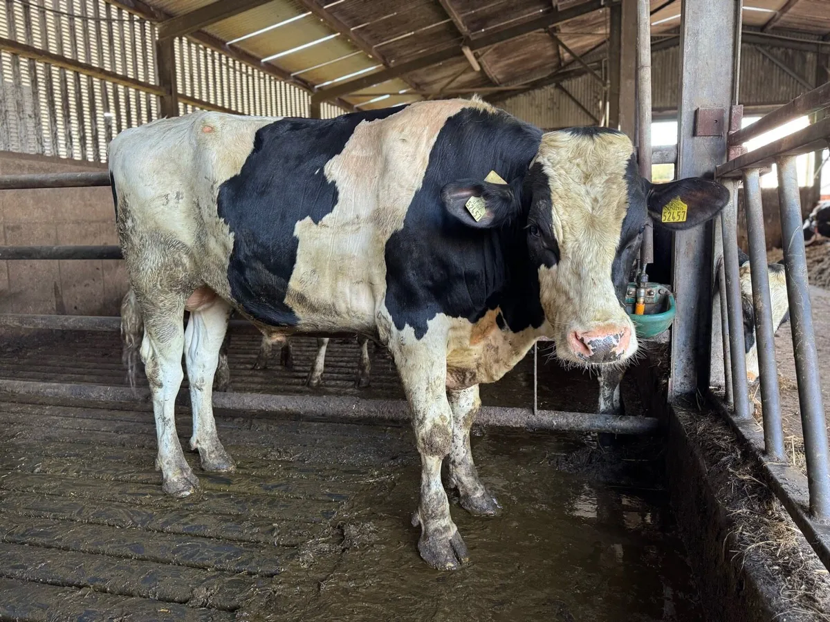 Pedigree registered Holstein bull - 20 months old - Image 1